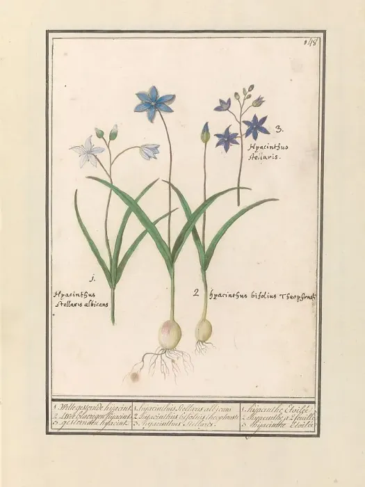 Framed Print : Star Hyacinth (Scilla), 1596-1610. Creators: Anselmus de Boodt, Elias Verhulst Framed Print : Star Hyacinth (Scilla), 1596-1610. Creators: Anselmus de Boodt, Elias Verhulst