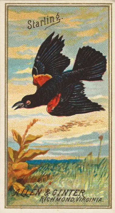 Framed Print : Starling, from the Birds of America series (N4) for Allen & Ginter Cigarettes Brands Framed Print : Starling, from the Birds of America series (N4) for Allen & Ginter Cigarettes Brands