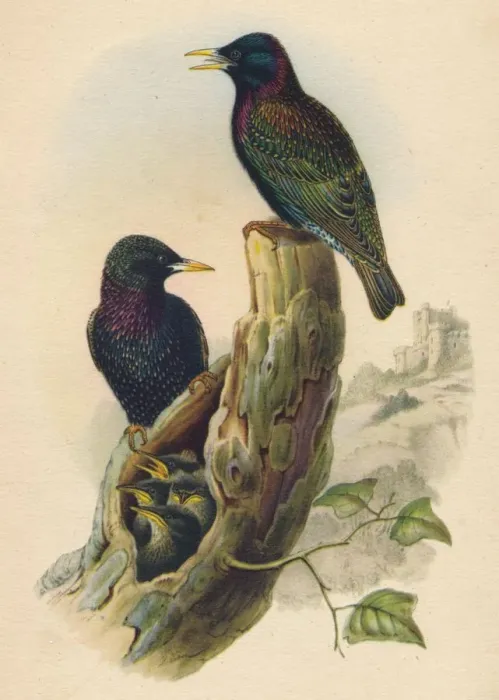 Framed Print : Starling, c19th century Framed Print : Starling, c19th century
