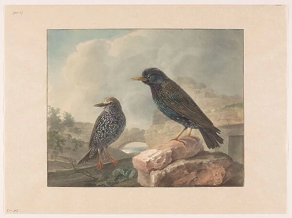 Two starlings, 1765-1873. Creator: Cornelis van Hardenbergh