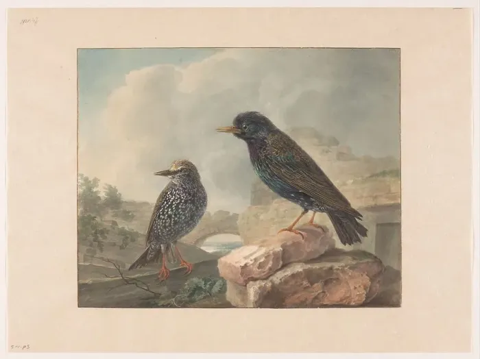 Framed Print : Two starlings, 1765-1873. Creator: Cornelis van Hardenbergh Framed Print : Two starlings, 1765-1873. Creator: Cornelis van Hardenbergh