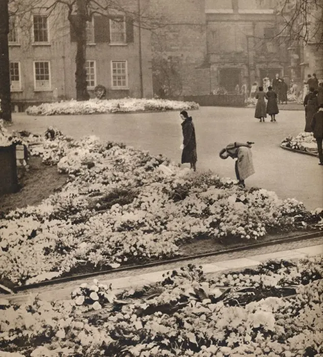 Framed Print : The State Funeral of King George V at Windsor: memorial wreaths, 1936 Framed Print : The State Funeral of King George V at Windsor: memorial wreaths, 1936