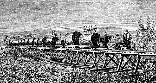 Steam train carrying trunks of giant trees in California, engraving of 1886