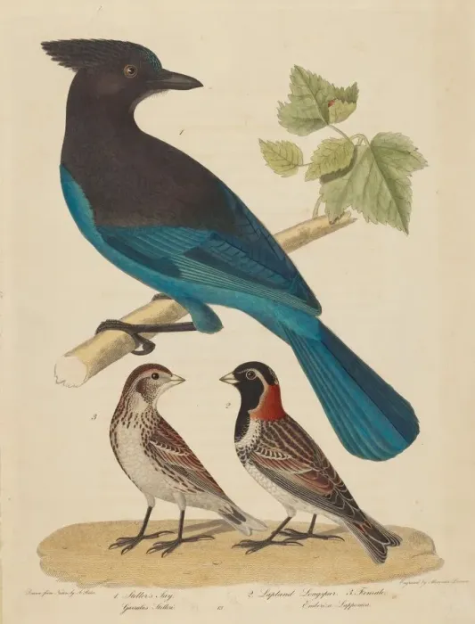 Framed Print : Stellars Jay, Lapland Longspur and Female. Creator: Alexander Lawson Framed Print : Stellars Jay, Lapland Longspur and Female. Creator: Alexander Lawson