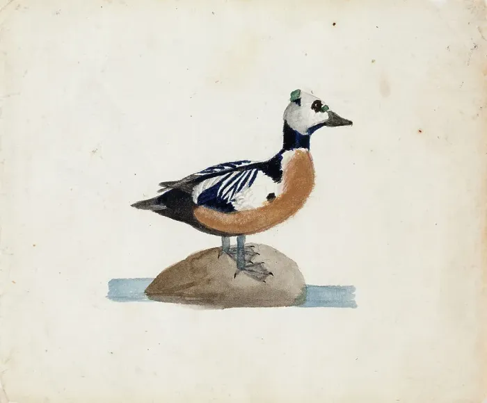 Framed Print : Steller's Eider, 1830-1831. Creator: Ferdinand von Wright Framed Print : Steller's Eider, 1830-1831. Creator: Ferdinand von Wright