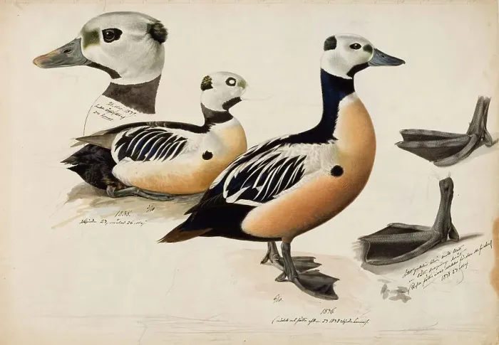 Framed Print : Steller's Eider, Male, 1836-1839. Creator: Magnus von Wright Framed Print : Steller's Eider, Male, 1836-1839. Creator: Magnus von Wright