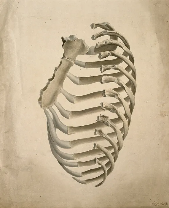 Framed Print : Sternum and right side of rib cage, seen from behind, 1831. Creator: GE Blenkins Framed Print : Sternum and right side of rib cage, seen from behind, 1831. Creator: GE Blenkins