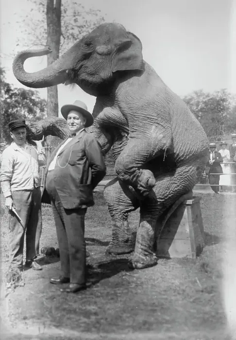 Framed Print : Stewart & elephant, between c1915 and c1920. Creator: Bain News Service Framed Print : Stewart & elephant, between c1915 and c1920. Creator: Bain News Service