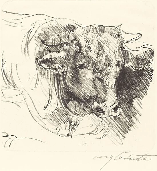 Stierkopf (Head of a Steer), 1912. Creator: Lovis Corinth