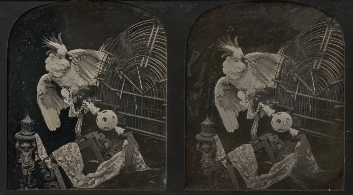 Framed Print : Still-Life with Cockatoo, Ornamental Ball, Lace, Statuette, 1850s Framed Print : Still-Life with Cockatoo, Ornamental Ball, Lace, Statuette, 1850s