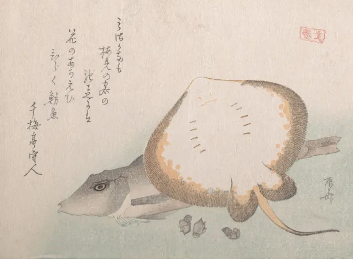 Framed Print : Stingray and Gurnard, probably 1815. probably 1815. Creator: Shinsai Framed Print : Stingray and Gurnard, probably 1815. probably 1815. Creator: Shinsai