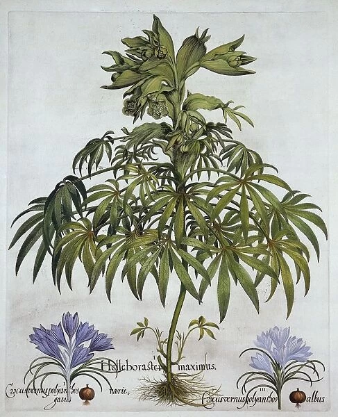 Stinking Hellebore, and Two Kinds of Crocus, from Hortus Eystettensis, by Basil Besler
