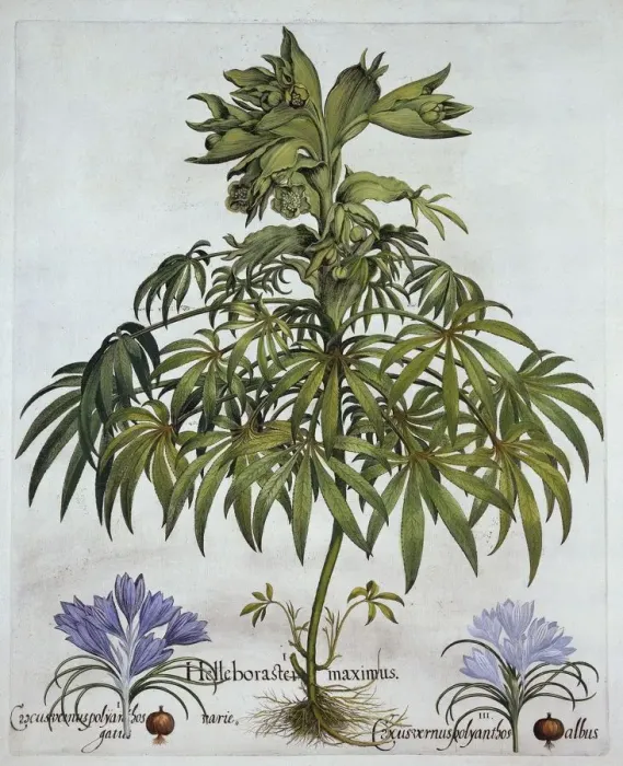 Framed Print : Stinking Hellebore, and Two Kinds of Crocus, from Hortus Eystettensis, by Basil Besler Framed Print : Stinking Hellebore, and Two Kinds of Crocus, from Hortus Eystettensis, by Basil Besler