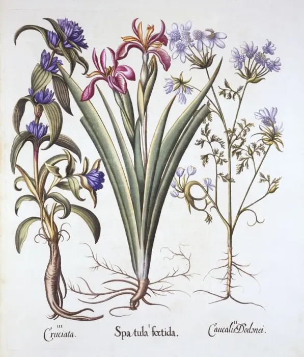 Framed Print : Stinking Iris, Orlaya, and Crosswort Gentian, from Hortus Eystettensis, by Basil Besler Framed Print : Stinking Iris, Orlaya, and Crosswort Gentian, from Hortus Eystettensis, by Basil Besler