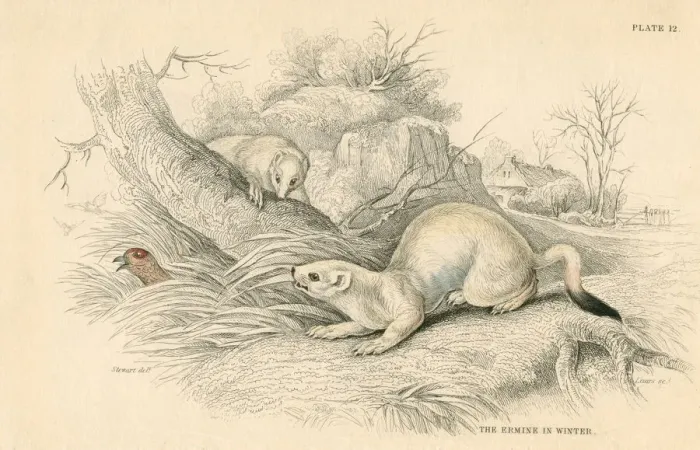 Framed Print : Stoat (Mustela erminea), member of the weasel family, 1828 Framed Print : Stoat (Mustela erminea), member of the weasel family, 1828