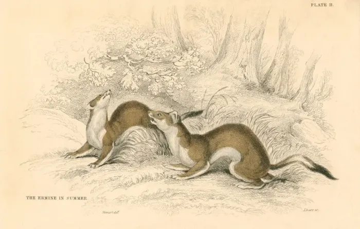 Framed Print : Stoat (Mustela erminea), member of the weasel family, 1828 Framed Print : Stoat (Mustela erminea), member of the weasel family, 1828