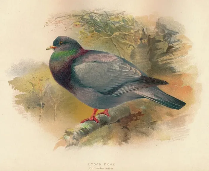 Framed Print : Stock Dove (Columba aenas), 1900, (1900). Artist: Charles Whymper Framed Print : Stock Dove (Columba aenas), 1900, (1900). Artist: Charles Whymper