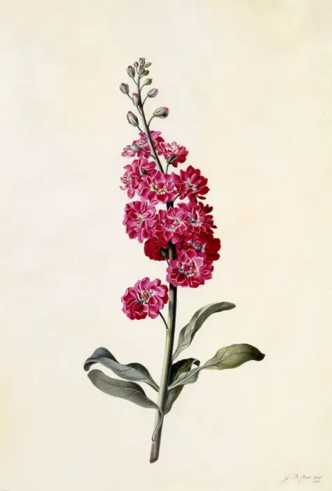 Framed Print : Stock (Matthiola Incana), c. 1746 (hand coloured engraving) Framed Print : Stock (Matthiola Incana), c. 1746 (hand coloured engraving)