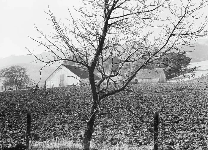 Framed Print : Stock ranch and plowed field, Contra Costa County, California, 1938. Creator: Dorothea Lange Framed Print : Stock ranch and plowed field, Contra Costa County, California, 1938. Creator: Dorothea Lange
