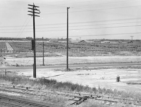 Stockyards seen from overpass, Between Tulare and Fresno, California, 1939. Creator: Dorothea Lange