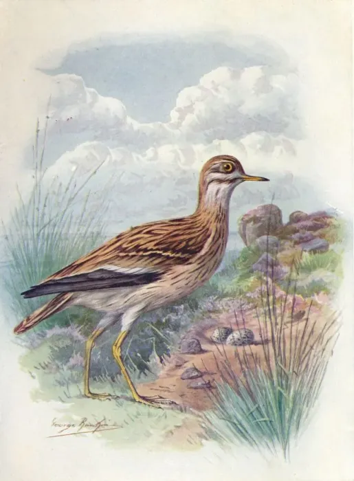 Framed Print : Stone-Curlew, Norfolk Plover, or Thick-Knee - OEdicne mus scol opax, c1910, (1910). Artist: George James Rankin Framed Print : Stone-Curlew, Norfolk Plover, or Thick-Knee - OEdicne mus scol opax, c1910, (1910). Artist: George James Rankin
