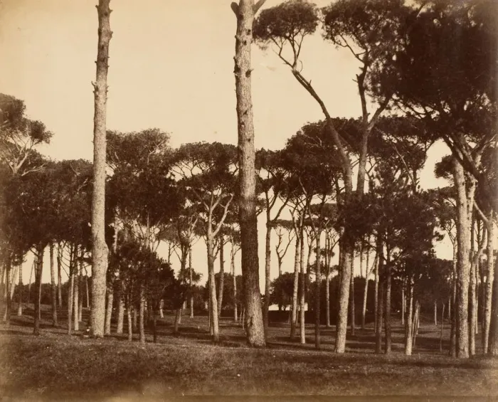 Framed Print : Stone Pines, Villa Pamfili Doria, Rome, 1856. Creator: Jane Martha St. John Framed Print : Stone Pines, Villa Pamfili Doria, Rome, 1856. Creator: Jane Martha St. John