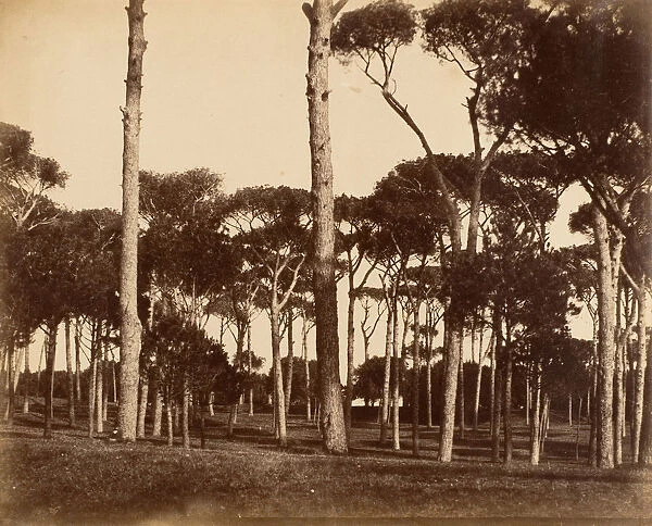 Stone Pines, Villa Pamfili Doria, Rome, 1856. Creator: Jane Martha St. John