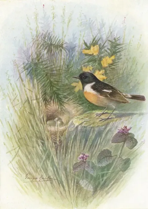 Framed Print : Stonechat - Pratin cola rubic ola, c1910, (1910). Artist: George James Rankin Framed Print : Stonechat - Pratin cola rubic ola, c1910, (1910). Artist: George James Rankin