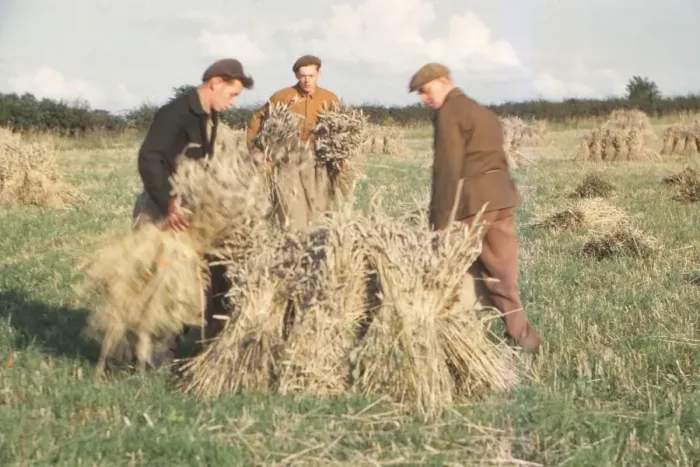 Framed Print : Stooking Corn Wheat in August, Yorkshire, c1960. Artist: CM Dixon Framed Print : Stooking Corn Wheat in August, Yorkshire, c1960. Artist: CM Dixon