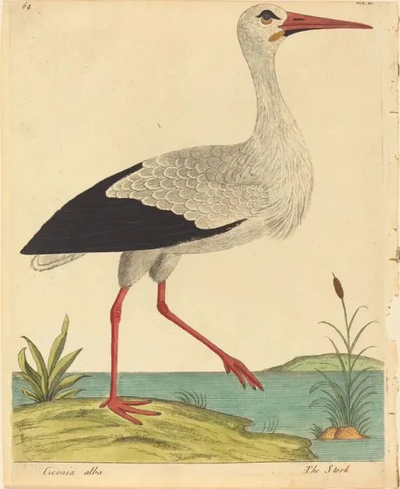Framed Print : The Stork (Ciconia Alba), published 1731  /  1738. Creator: Eleazar Albin