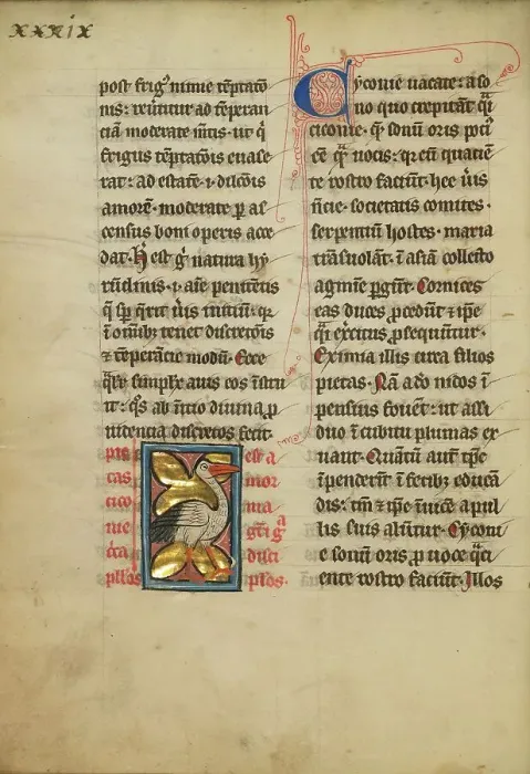 Framed Print : A Stork; De Natura Avium; De Pastoribus et Ovibus, On the Soul, 1277 or after. Creator: Unknown Framed Print : A Stork; De Natura Avium; De Pastoribus et Ovibus, On the Soul, 1277 or after. Creator: Unknown