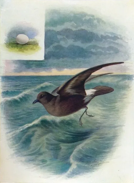 Framed Print : Storm Petrel - Procellar ia pela gica, c1910, (1910). Artist: George James Rankin Framed Print : Storm Petrel - Procellar ia pela gica, c1910, (1910). Artist: George James Rankin