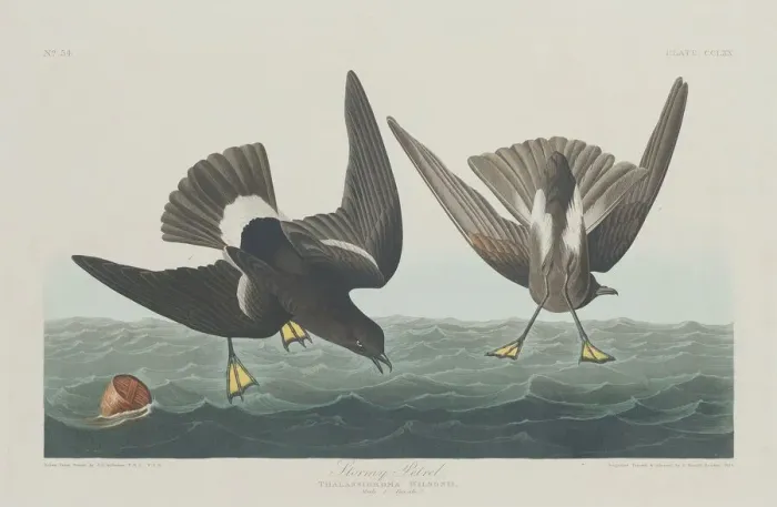 Framed Print : Stormy Petrel, 1835. Creator: Robert Havell Framed Print : Stormy Petrel, 1835. Creator: Robert Havell