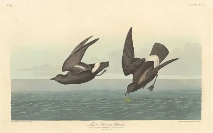 Framed Print : Least Stormy Petrel, 1836. Creator: Robert Havell Framed Print : Least Stormy Petrel, 1836. Creator: Robert Havell