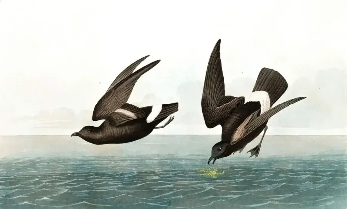 Framed Print : Least Stormy Petrel, Thalassidroma Pelagica, 1845 Framed Print : Least Stormy Petrel, Thalassidroma Pelagica, 1845