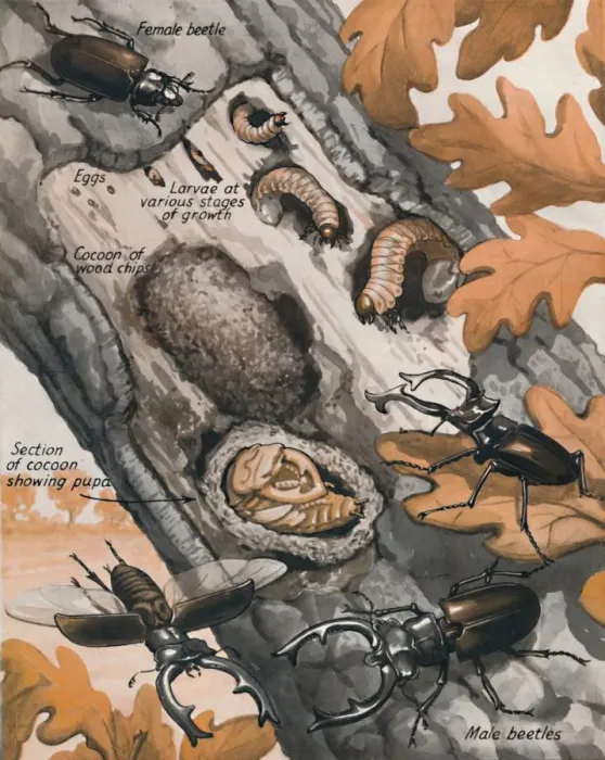 Framed Print : The Story of the Largest British Beetle, 1935 Framed Print : The Story of the Largest British Beetle, 1935