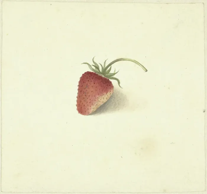 Framed Print : Strawberry, 1818-1853. Creator: Elisabeth Geertruida van de Kasteele Framed Print : Strawberry, 1818-1853. Creator: Elisabeth Geertruida van de Kasteele
