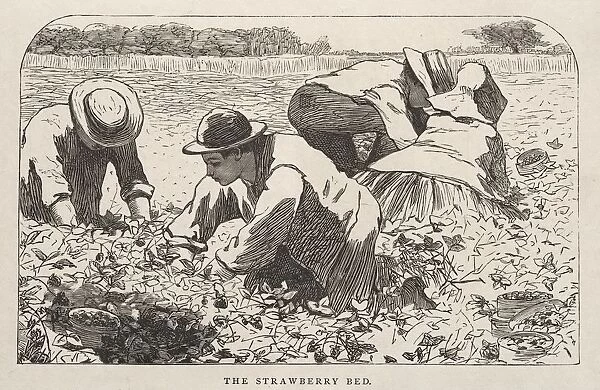 The Strawberry Bed, 1868. Creator: Winslow Homer (American, 1836-1910)