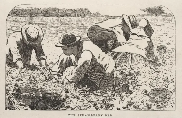 Framed Print : The Strawberry Bed, 1868. Creator: Winslow Homer (American, 1836-1910) Framed Print : The Strawberry Bed, 1868. Creator: Winslow Homer (American, 1836-1910)
