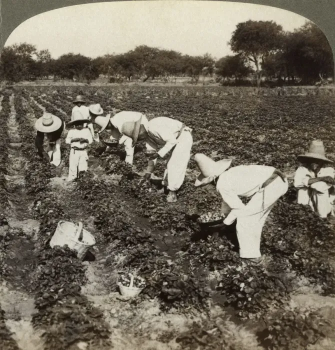 Framed Print : Strawberry field, Irapuato, Mexico. Artist: Underwood & Underwood Framed Print : Strawberry field, Irapuato, Mexico. Artist: Underwood & Underwood