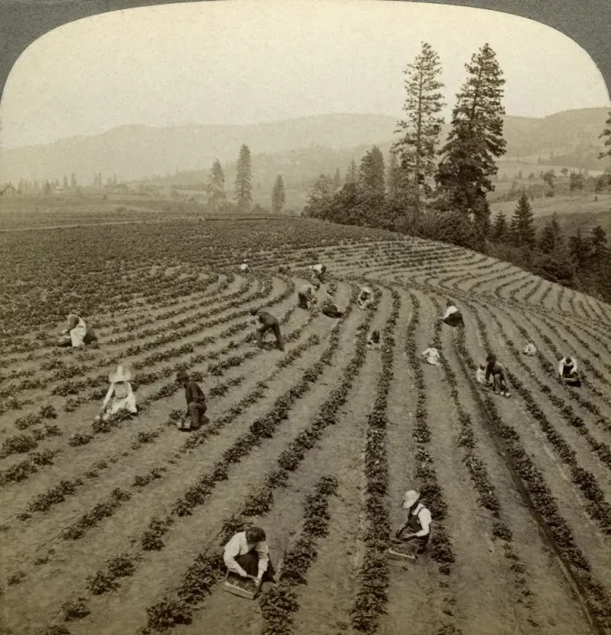 Framed Print : Strawberry picking, Cedar Creek Farm, Hood River Valley, Oregon, USA. Artist: Underwood & Underwood Framed Print : Strawberry picking, Cedar Creek Farm, Hood River Valley, Oregon, USA. Artist: Underwood & Underwood