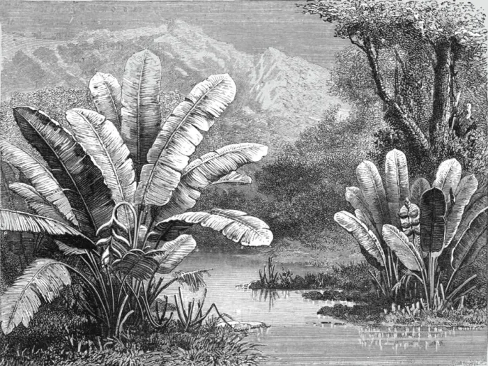 Framed Print : A stream in the Savanna region; A zigzag journey through Mexico, 1875. Creator: Thomas Mayne Reid Framed Print : A stream in the Savanna region; A zigzag journey through Mexico, 1875. Creator: Thomas Mayne Reid