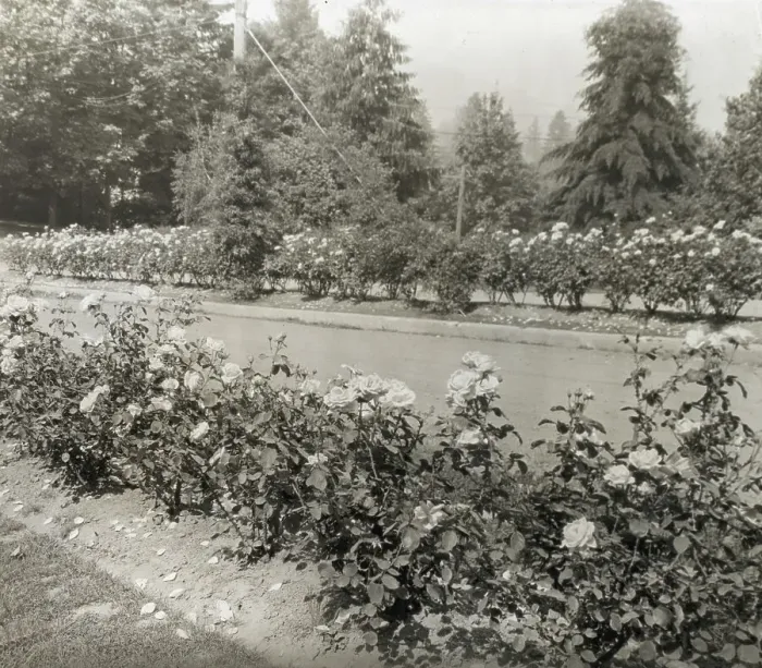 Framed Print : Street with Caroline Restout roses, Portland, Oregon, 1923. Creator: Frances Benjamin Johnston Framed Print : Street with Caroline Restout roses, Portland, Oregon, 1923. Creator: Frances Benjamin Johnston