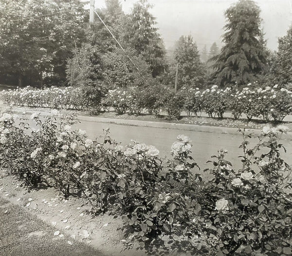 Street with Caroline Restout roses, Portland, Oregon, 1923. Creator: Frances Benjamin Johnston