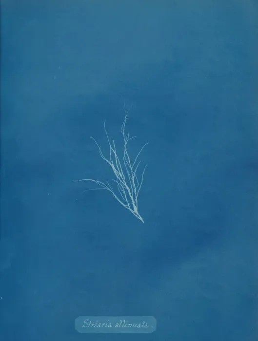 Framed Print : Striaria attenuata, ca. 1853. Creator: Anna Atkins Framed Print : Striaria attenuata, ca. 1853. Creator: Anna Atkins