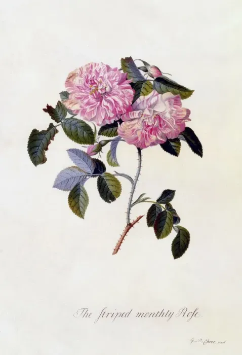 Framed Print : The Striped Monthly Rose, c. 1745 (hand coloured engraving) Framed Print : The Striped Monthly Rose, c. 1745 (hand coloured engraving)