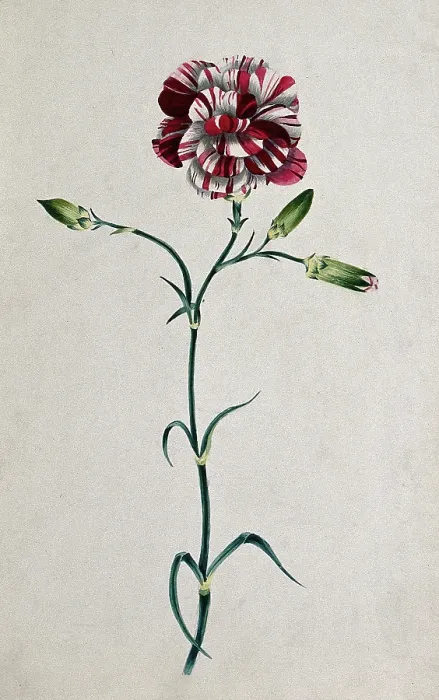 Framed Print : Striped red carnation (Dianthus species): flowering stem. Creator: Unknown Framed Print : Striped red carnation (Dianthus species): flowering stem. Creator: Unknown