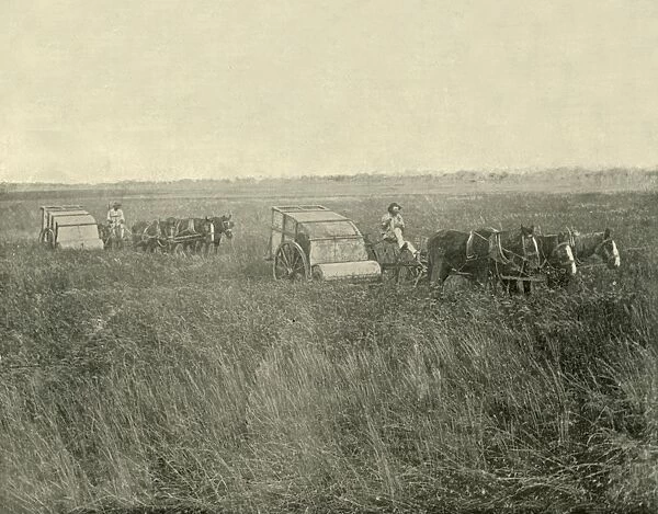 Stripping Wheat, Queensland, 1901. Creator: Unknown