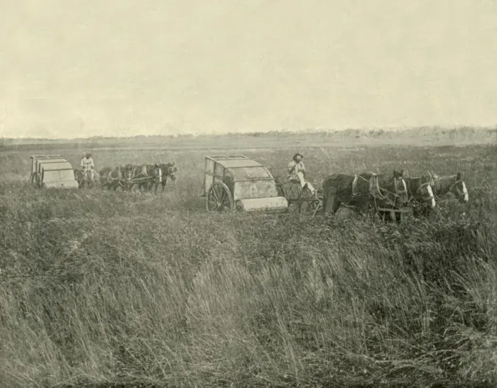 Framed Print : Stripping Wheat, Queensland, 1901. Creator: Unknown Framed Print : Stripping Wheat, Queensland, 1901. Creator: Unknown