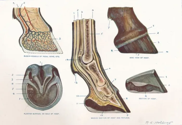 Framed Print : Structure of the foot of a horse, c1907 (c1910). Artist: RE Holding Framed Print : Structure of the foot of a horse, c1907 (c1910). Artist: RE Holding